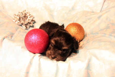havanese-puppies